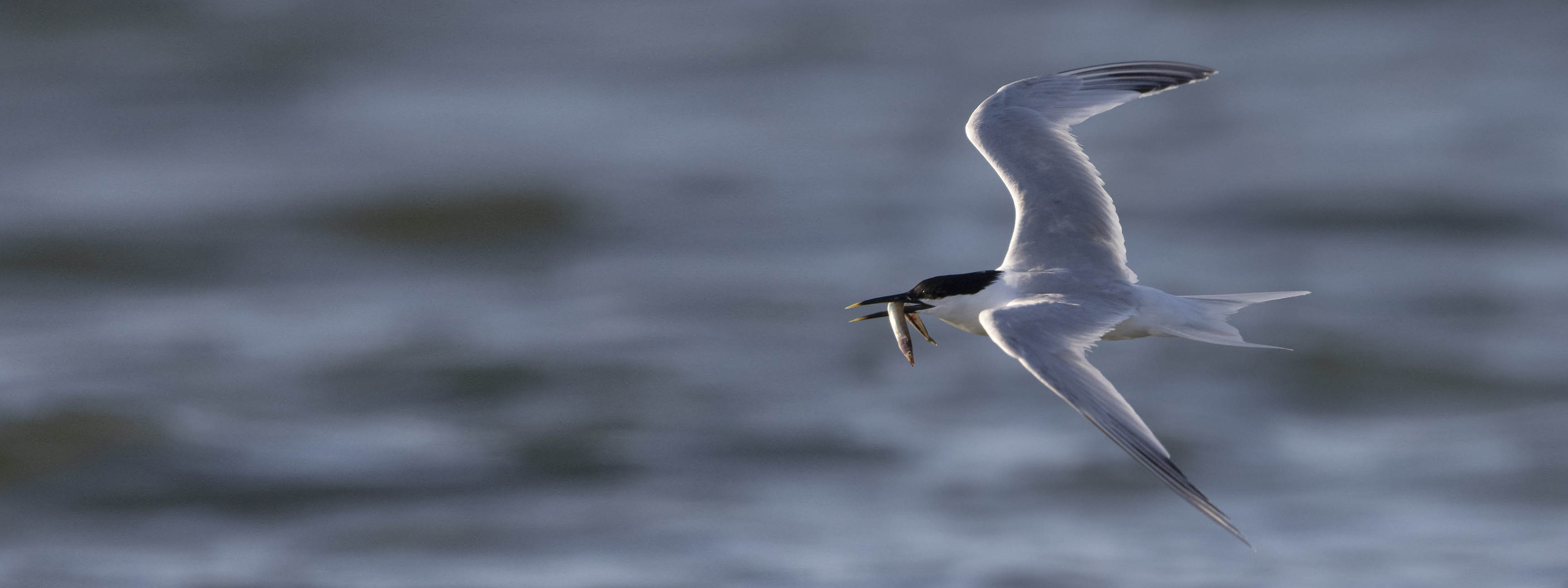 Splitterne